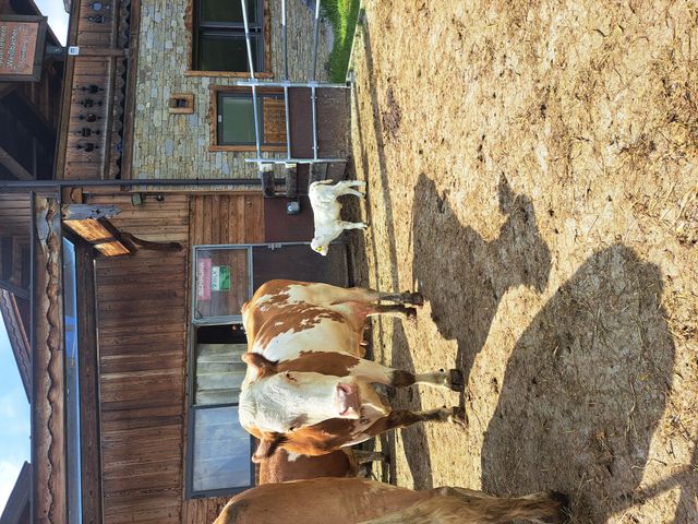 Appartements Leogang