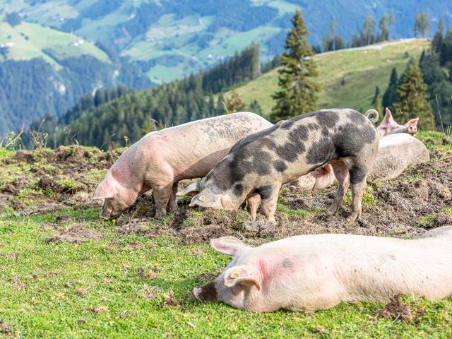 Biobauernhof Aubauer